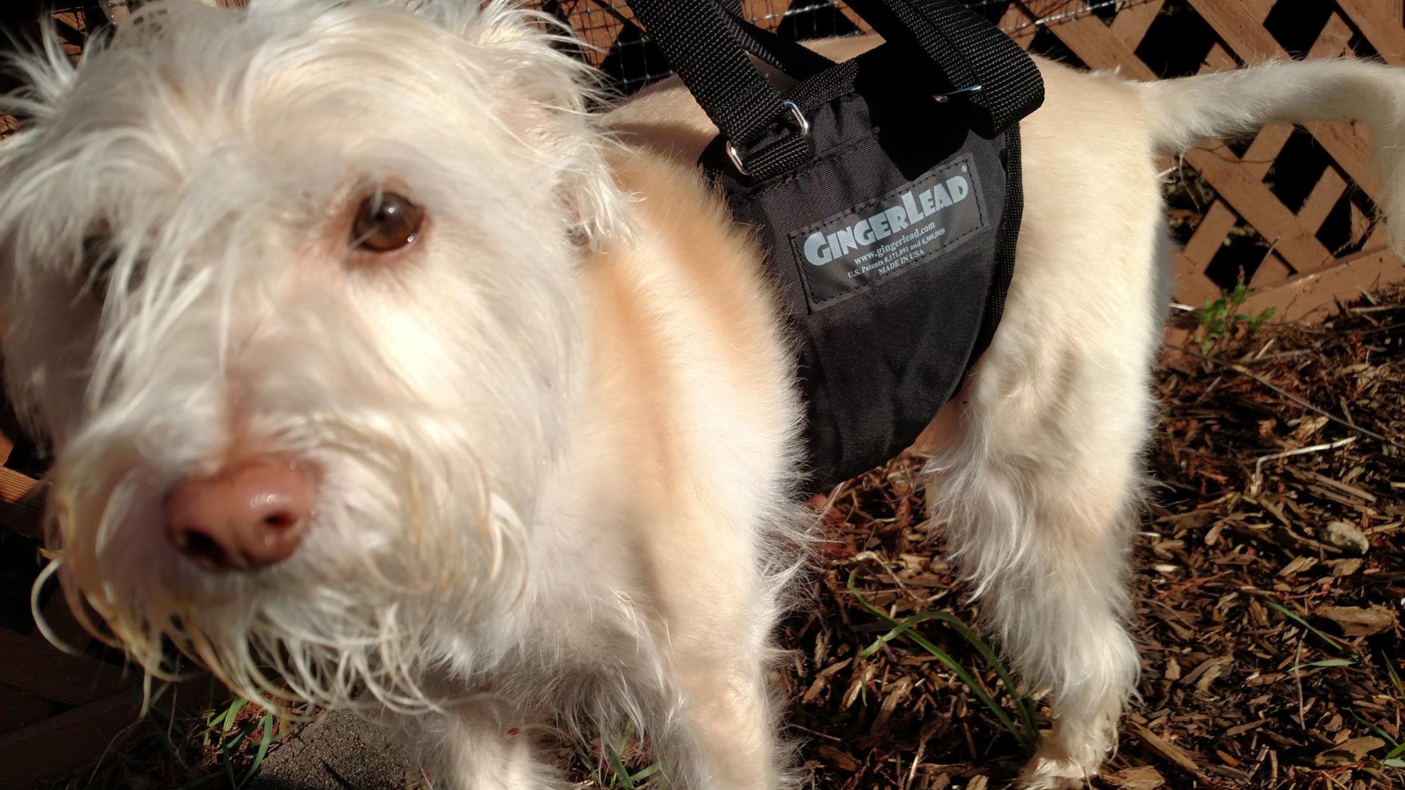 Best dog harness to support back legs